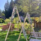Arche fleurs blanches et roses